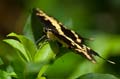 165 Koenigs-Page - Papilio thoas
